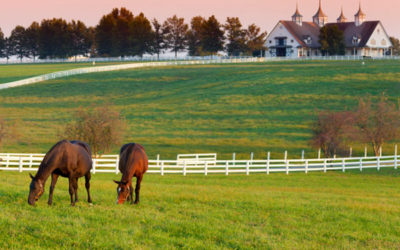 Finding the Right Horse Fence and Layout to Meet Your Needs