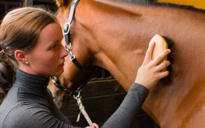 Learn the Basics: Horse Grooming 101
