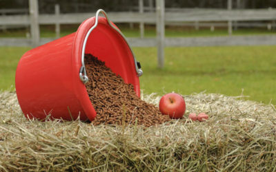 Does your horse need Horse Supplements?